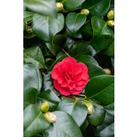 Kategorie <b>Blütensträucher und Ziergehölze </b> - Camellia japonica 'Lady Campbell' 40-60 cm