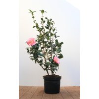 Kategorie <b>Blütensträucher und Ziergehölze </b> - Camellia x williamsii 'Debbie' 40-60 cm