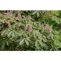 Kategorie <b>Laubbäume </b> - Aesculus pavia 'Rosea Nana' 100 cm Stammhöhe