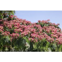 Kategorie <b>Produkt nicht gewünscht </b> - Albizia julibrissin 'Ombrella' 40-60 cm