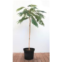 Kategorie <b>Produkt nicht gewünscht </b> - Albizia julibrissin 'Ombrella' 100 cm Stammhöhe