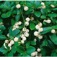 Kategorie <b>Rhododendren, Azaleen und Heide </b> - Gaultheria miqueliana