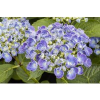 Kategorie <b>Produkt nicht gewünscht </b> - Hydrangea macrophylla 'Ayesha'