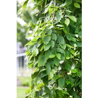 Kategorie <b>Laubbäume </b> - Carpinus betulus 'Pendula'