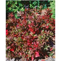 Kategorie <b>Laubbäume </b> - Itea virginica 'Merlot'