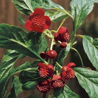 Kategorie <b>Laubbäume </b> - Schisandra chinensis 2 Liter Container (Wuchs jahreszeitlich)