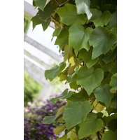Kategorie <b>Produkt nicht gewünscht </b> - Vitis vinifera coignetiae 150-200 cm