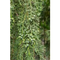 Kategorie <b>Nadelbäume u. Koniferen </b> - Chamaecyparis lawsoniana 'Intertexta'