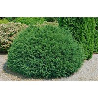 Kategorie <b>Nadelbäume u. Koniferen </b> - Chamaecyparis lawsoniana 'Tharandtensis Caesia'