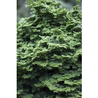 Nadelbäume u. Koniferen - Chamaecyparis obtusa 'Kosteri'