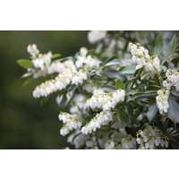 Rhododendren, Azaleen und Heide - Pieris japonica 30-40 cm