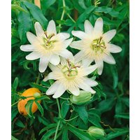 Kategorie <b>Produkt nicht gewünscht </b> - Passiflora caerulea Constance Elliot 40-60 cm