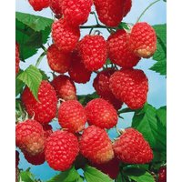 Kategorie <b>Produkt nicht gewünscht </b> - Rubus illecebrosus