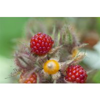 Kategorie <b>Produkt nicht gewünscht </b> - Rubus phoenicolasius