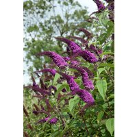 Kategorie <b>Produkt nicht gewünscht </b> - Buddleja 'African Queen' 80-100 cm