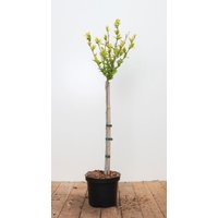 Kategorie <b>Produkt nicht gewünscht </b> - Hibiscus syriacus 'Marina' 80 cm Stammhöhe