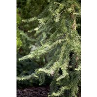Kategorie <b>Nadelbäume u. Koniferen </b> - Larix kaempferi 'Diana'