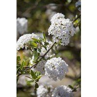 Kategorie <b>Blütensträucher und Ziergehölze </b> - Viburnum burkwoodii 30-40 cm