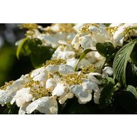 Kategorie <b>Produkt nicht gewünscht </b> - Viburnum plicatum 'Pink Beauty'