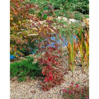 Kategorie <b>Blütensträucher und Ziergehölze </b> - Viburnum sargentii 'Onondaga'