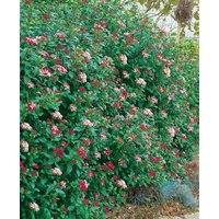 Kategorie <b>Blütensträucher und Ziergehölze </b> - Viburnum tinus 'Gwenllian' 30-40 cm
