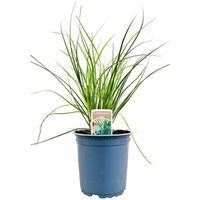 Kategorie <b>Produkt nicht gewünscht </b> - Allium tuberosum Knolau ca. 11x11 cm Topf (Wuchs jahreszeitlich)