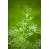 Kategorie <b>Produkt nicht gewünscht </b> - Artemisia abrotanum maritima ca. 11x11 cm Topf (Wuchs jahreszeitlich)