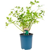 Kräuter- und Teepflanzen - Petroselinum crispum ca. 11x11 cm Topf (Wuchs jahreszeitlich)