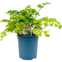 Kräuter- und Teepflanzen - Petroselinum crispum ca. 11x11 cm Topf (Wuchs jahreszeitlich)