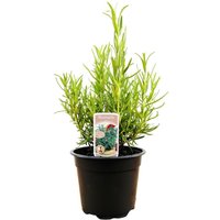 Kategorie <b>Kräuter- und Teepflanzen </b> - Rosmarinus officinalis ca. 11x11 cm Topf (Wuchs jahreszeitlich)