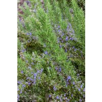 Kategorie <b>Kräuter- und Teepflanzen </b> - Rosmarinus officinalis 'Seven Seas' ca. 11x11 cm Topf (Wuchs jahreszeitlich)