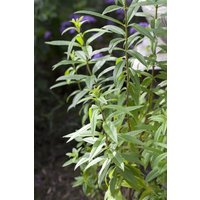 Kategorie <b>Produkt nicht gewünscht </b> - Lippia citriodora