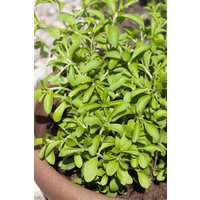 Kategorie <b>Kräuter- und Teepflanzen </b> - Stevia rebaudiane