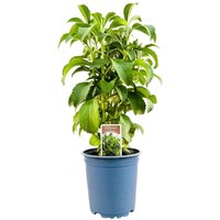 Kategorie <b>Kräuter- und Teepflanzen </b> - Stevia rebaudiane ca. 11x11 cm Topf (Wuchs jahreszeitlich)
