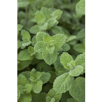 Kategorie <b>Produkt nicht gewünscht </b> - Mentha x rotundifolia ca. 11x11 cm Topf (Wuchs jahreszeitlich)