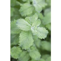 Kategorie <b>Produkt nicht gewünscht </b> - Mentha sp. Mojito Minze