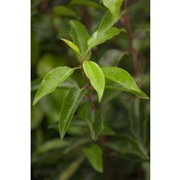 Kategorie <b>Produkt nicht gewünscht </b> - Prunus lusitanica 30-40 cm