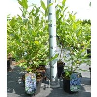 Kategorie <b>Produkt nicht gewünscht </b> - Vaccinium corymbosum 'Bluecrop' 60-80 cm