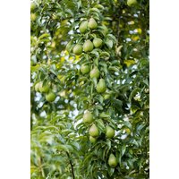 Birnen - Pyrus communis 'Gräfin von Paris'