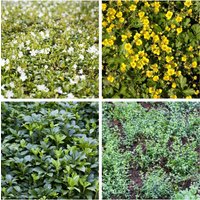 Bodendecker - Bodendecker Sorten