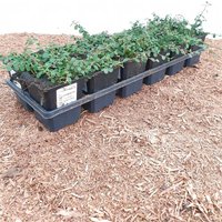 Kategorie <b>Bodendecker </b> - Bodendecker ca. 9x9 cm Topf (Wuchs jahreszeitlich)