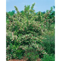 Kategorie <b>Blütensträucher und Ziergehölze </b> - Weigela florida 'Majorie' 80-100 cm