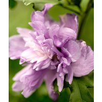 Kategorie <b>Produkt nicht gewünscht </b> - Hibiscus syriacus 'Ardens' 40-60 cm