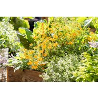 Kategorie <b>Kräuter- und Teepflanzen </b> - Tagetes Lucida