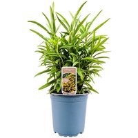 Kategorie <b>Kräuter- und Teepflanzen </b> - Tagetes Lucida ca. 11x11 cm Topf (Wuchs jahreszeitlich)