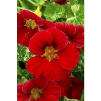 Kategorie <b>Produkt nicht gewünscht </b> - Tropaeolum maius 'Red Wonder'