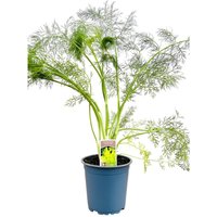 Kategorie <b>Produkt nicht gewünscht </b> - Foeniculum vulgare ca. 11x11 cm Topf (Wuchs jahreszeitlich)