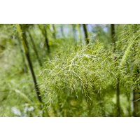 Kategorie <b>Produkt nicht gewünscht </b> - Foeniculum vulgare Bronce