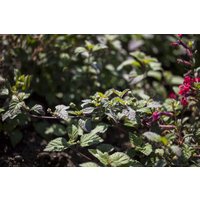 Kategorie <b>Produkt nicht gewünscht </b> - Lippia dulcis