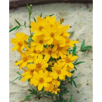 Kategorie <b>Kräuter- und Teepflanzen </b> - Tagetes lemmonii ca. 11x11 cm Topf (Wuchs jahreszeitlich)